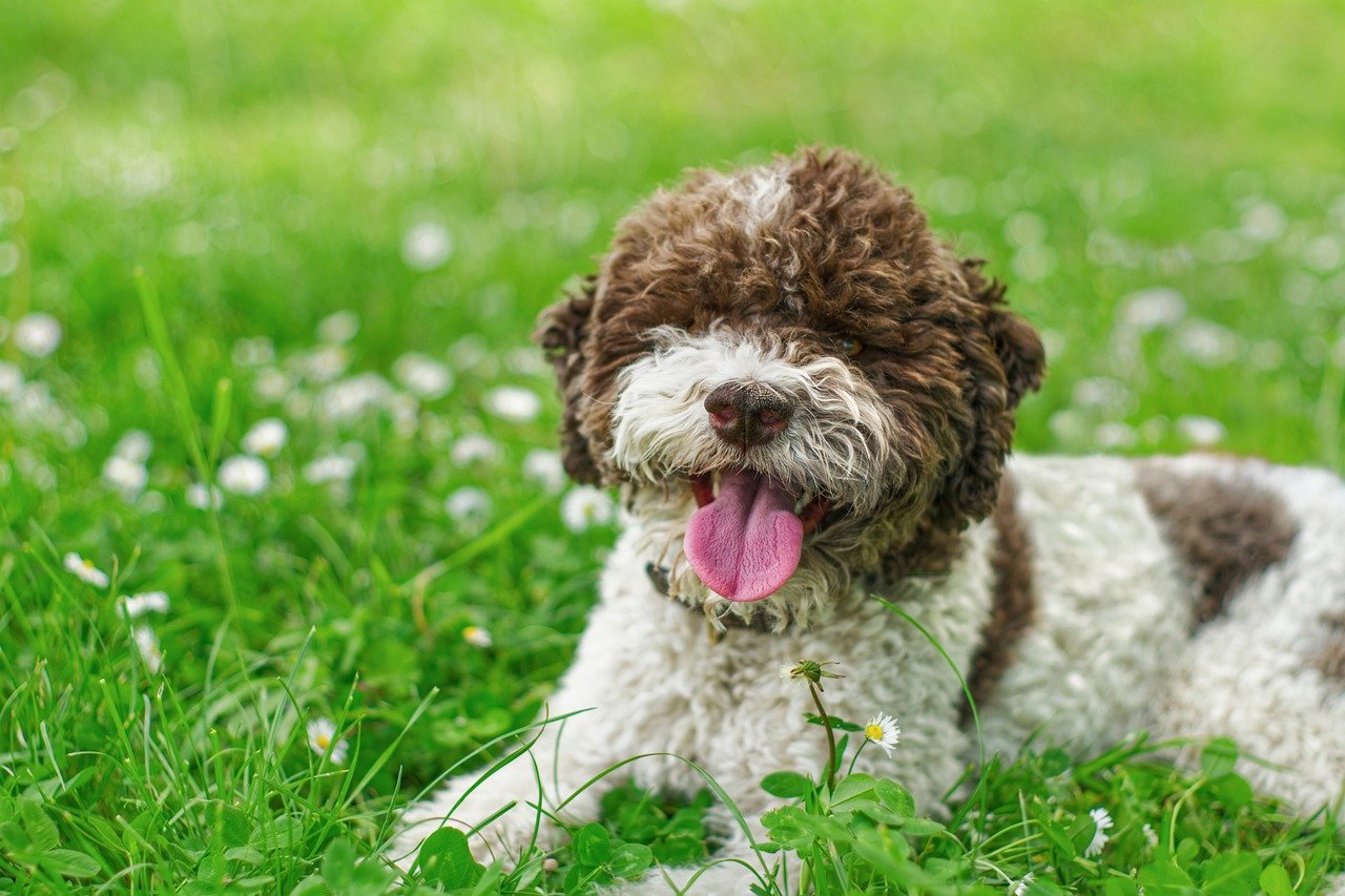 Understanding the Unique Nature of the Lagotto Romagnolo